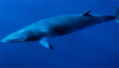 须鲸的样子是什么的 须鲸是什么
